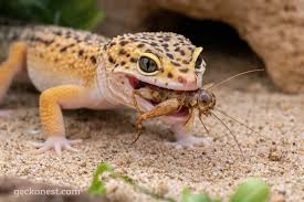 A leopard gecko eating a cricket next to a simple, cozy habitat, showing how feeding time can be calm, safe, and fun for small reptiles.